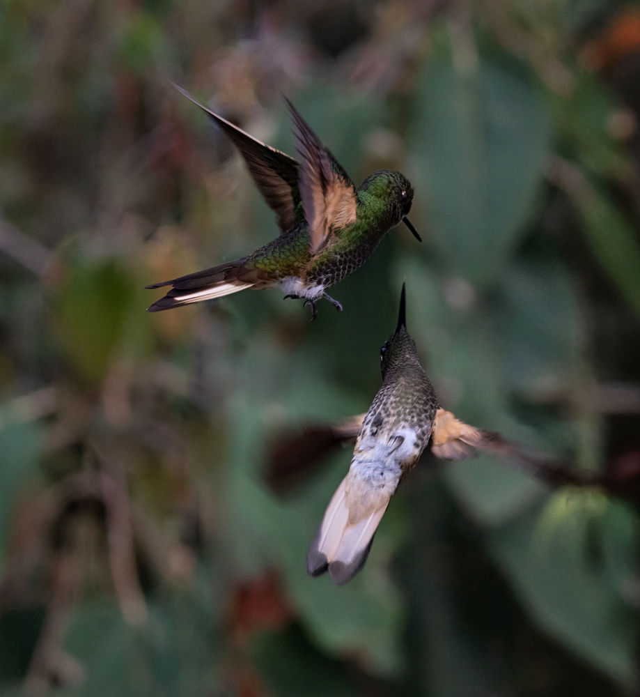 Buff-tailed Coronet Boissonneaua flavescens